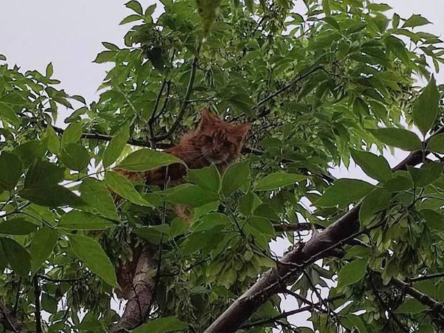 В Красноярском крае спасли мейн-куна Симбу, покорявшего дерево