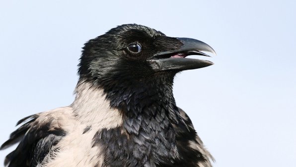 Дикая ворона нашла себе друга среди людей