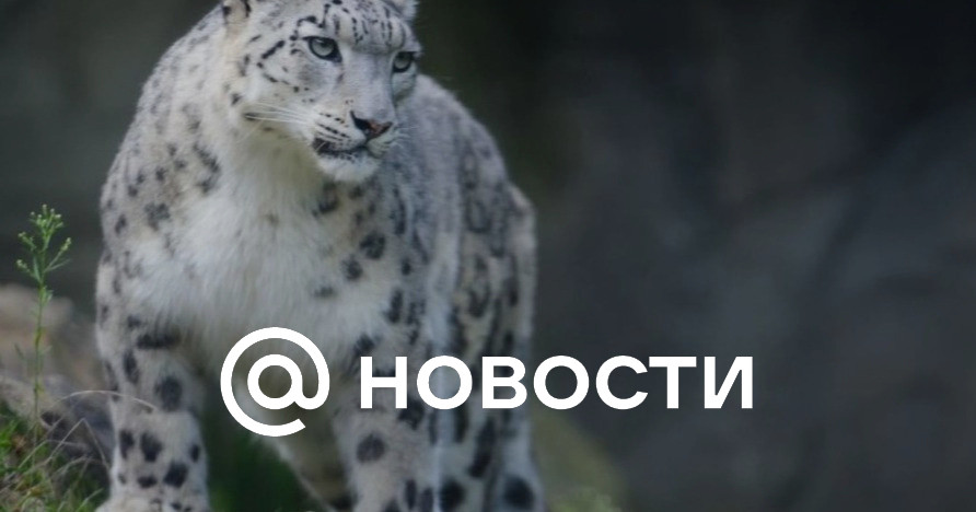 Факты о снежном барсе из красной. Снежный Барс интересные факты. Факты о Снежном Барсе. Ирбис факты. Снежный Барс удивительные факты.