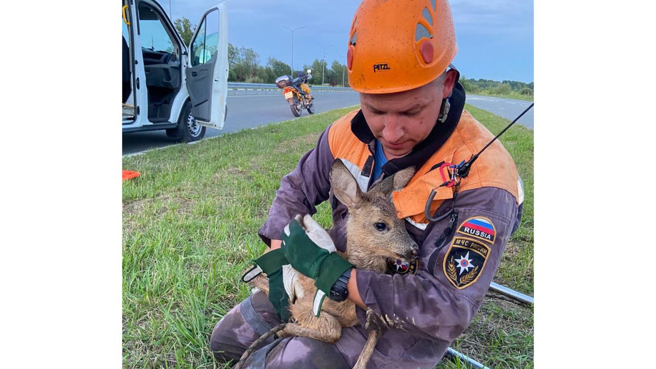 В Калининграде косуленка спасли из глубокого колодца