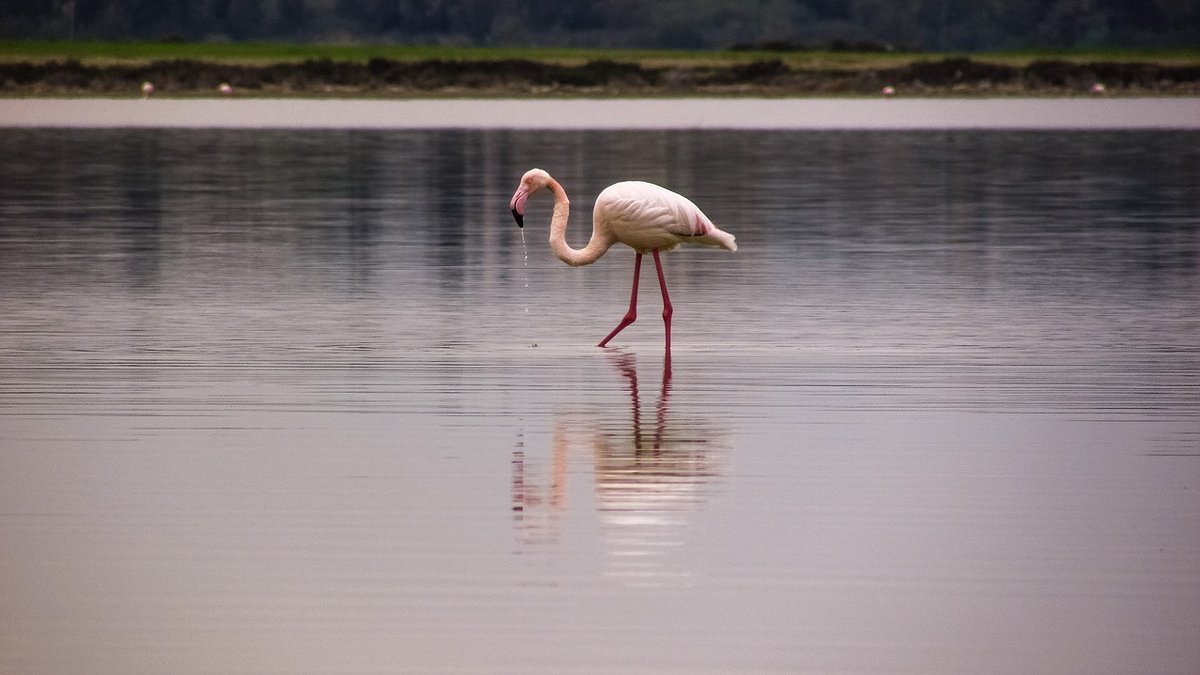 flamingo-1979690_1280