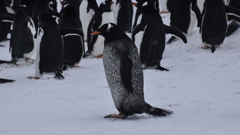 Пингвин отличается расцветкой от своих сородичей. 