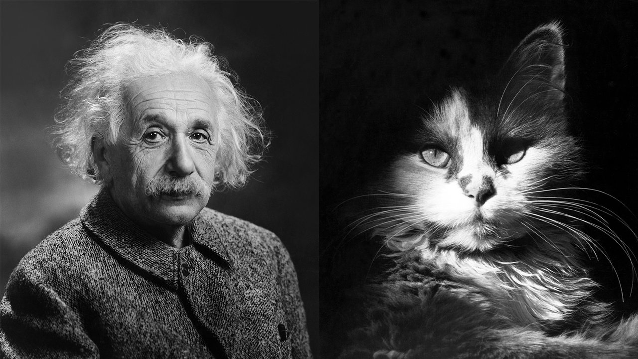 Альберт Эйнштейн и кошка
