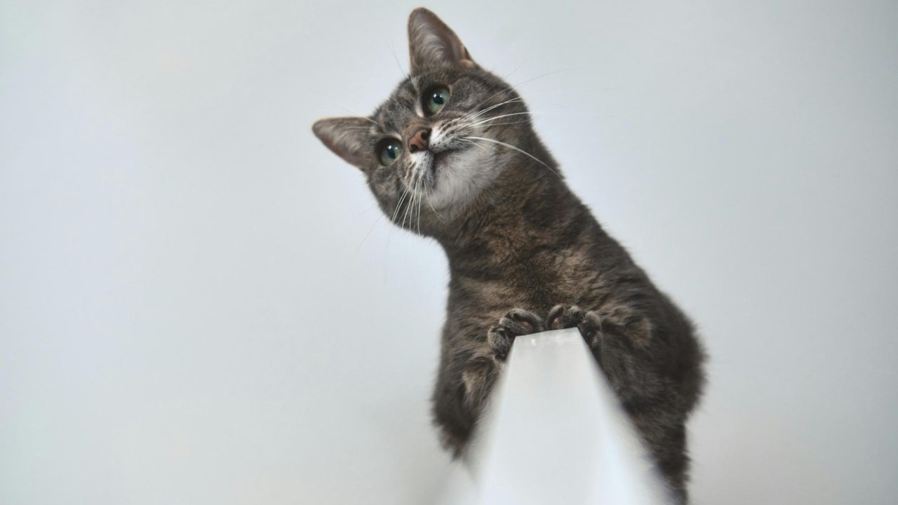 Кошка Кошка