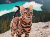 Кошка-путешественница из Канады стала звездой Instagram