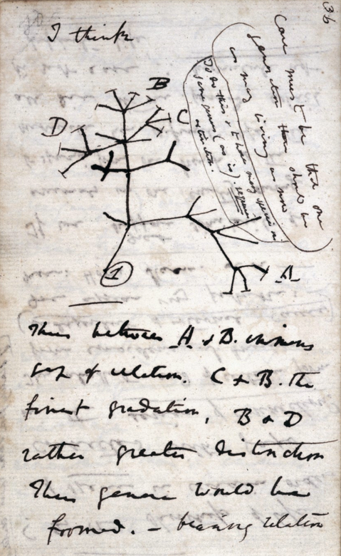 Первая диаграмма эволюционного древа Чарльза Дарвина, датированная 1837 годом.