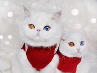Content image for: 499247 | Белоснежные кошки покорили пользователей Instagram новогодними фото