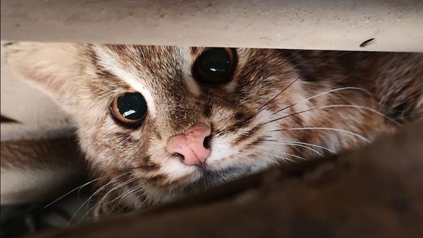 Кот-автомеханик. В Приморье девушка нашла под машиной редкого зверька