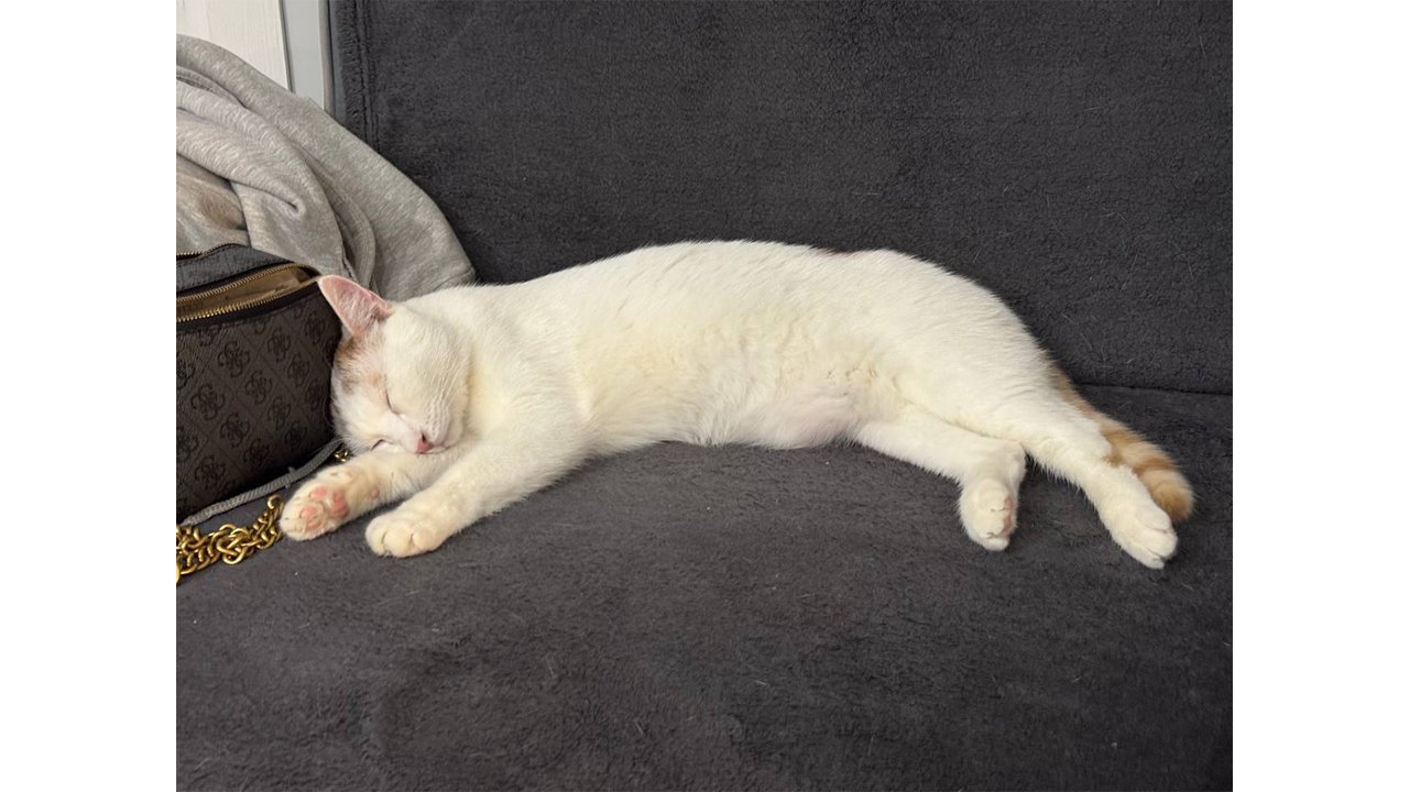 Кот по кличке Лукка Кот по кличке Лукка