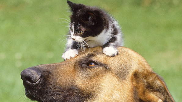 Котик нашел лучшую игрушку — и теперь не может от нее оторваться