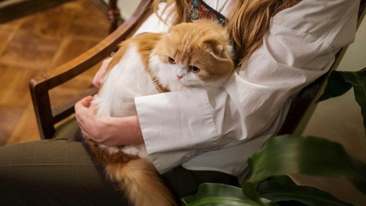 Признаки боли у кошек | Ветеринарная клиника «СОКОЛИНАЯ ГОРА»