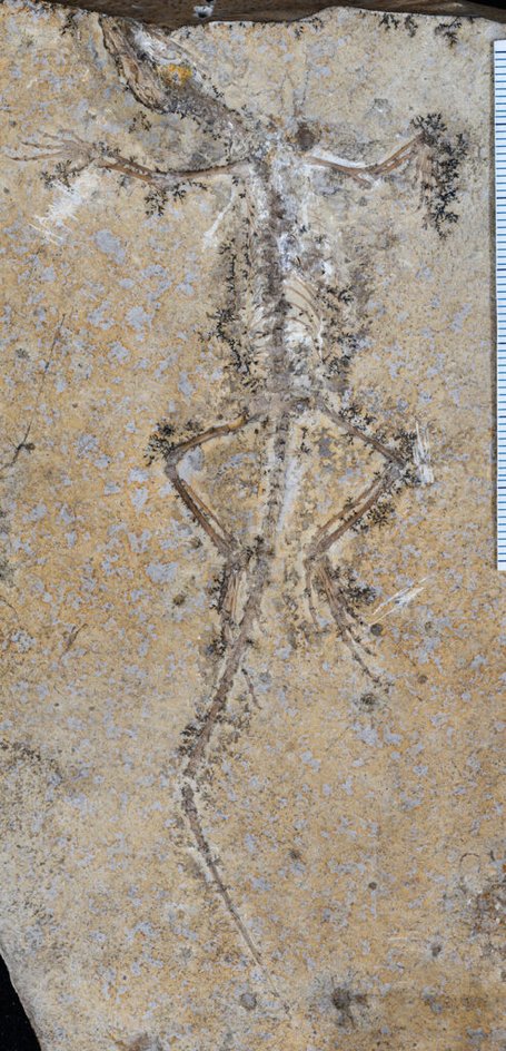 Sphenodraco scandentis. Пластина с отпечатком тела из Музея естественной истории Зенкенберг во Франкфурте Sphenodraco scandentis. Пластина с отпечатком тела из Музея естественной истории Зенкенберг во Франкфурте