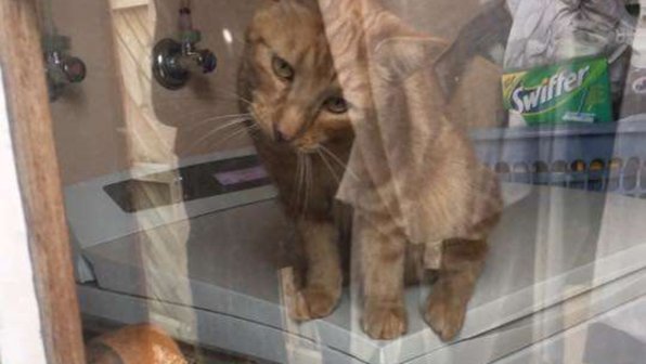 Кот открыл хозяйке входную дверь