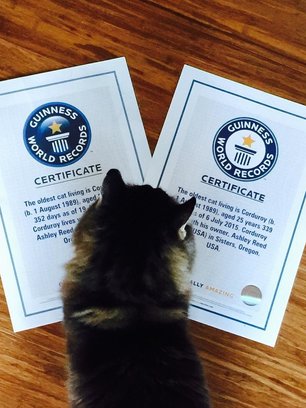 Slide image for gallery: 6161 | Кордерой попал в Книгу рекордов Гиннесса как самый старый кот в мире
