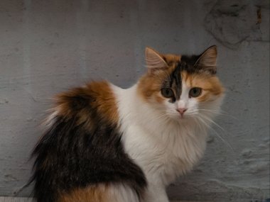 Рябина Рябина