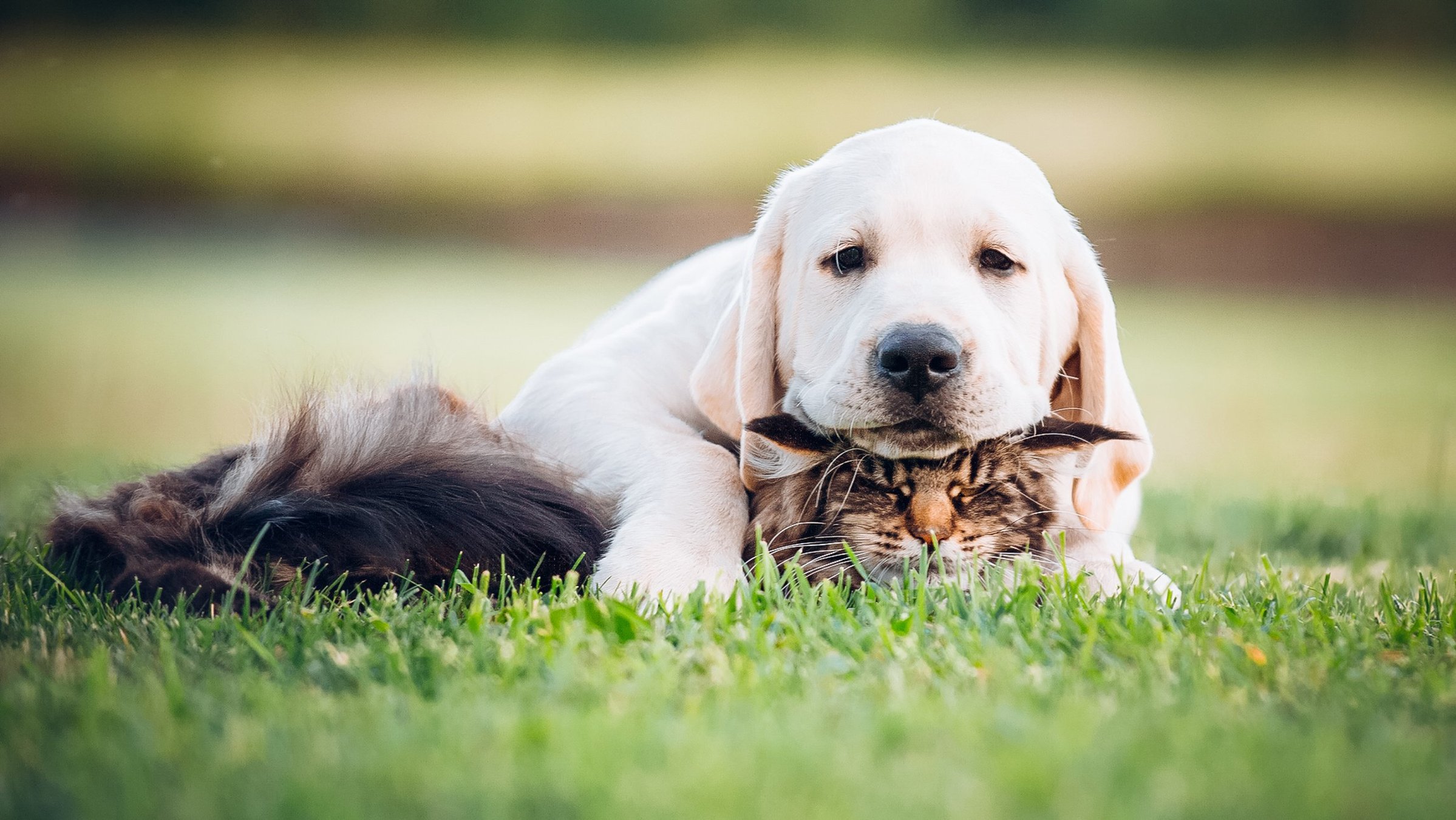 Собака лабрадор и кот