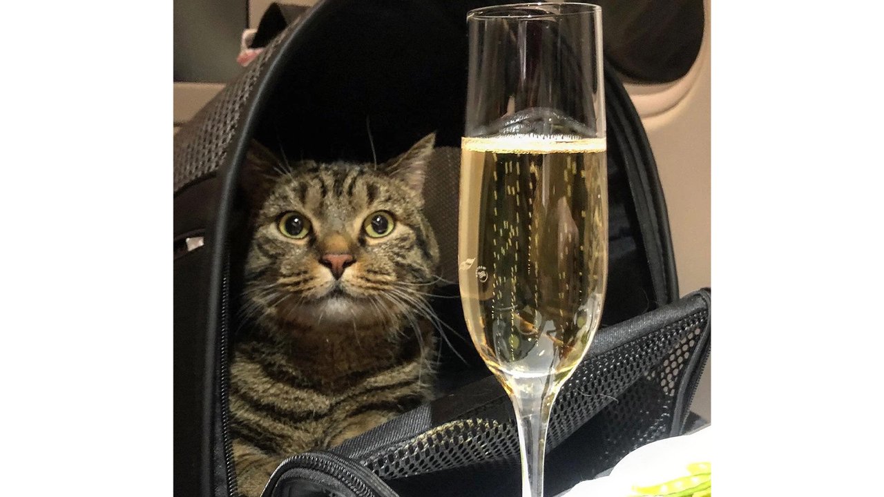Кот Виктор Кот Виктор