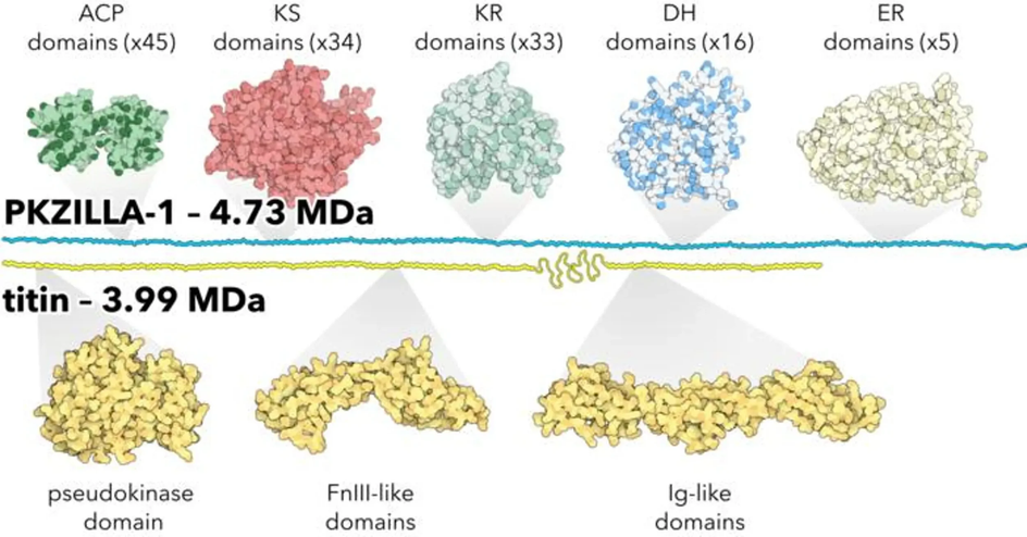 Диаграмма, сравнивающая PKZILLA-1 — крупнейший известный белок в мире — с предыдущим рекордсменом, титином