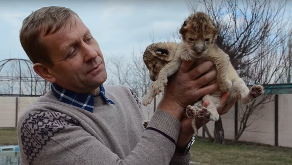 В парке львов «Тайган» — львиный беби-бум