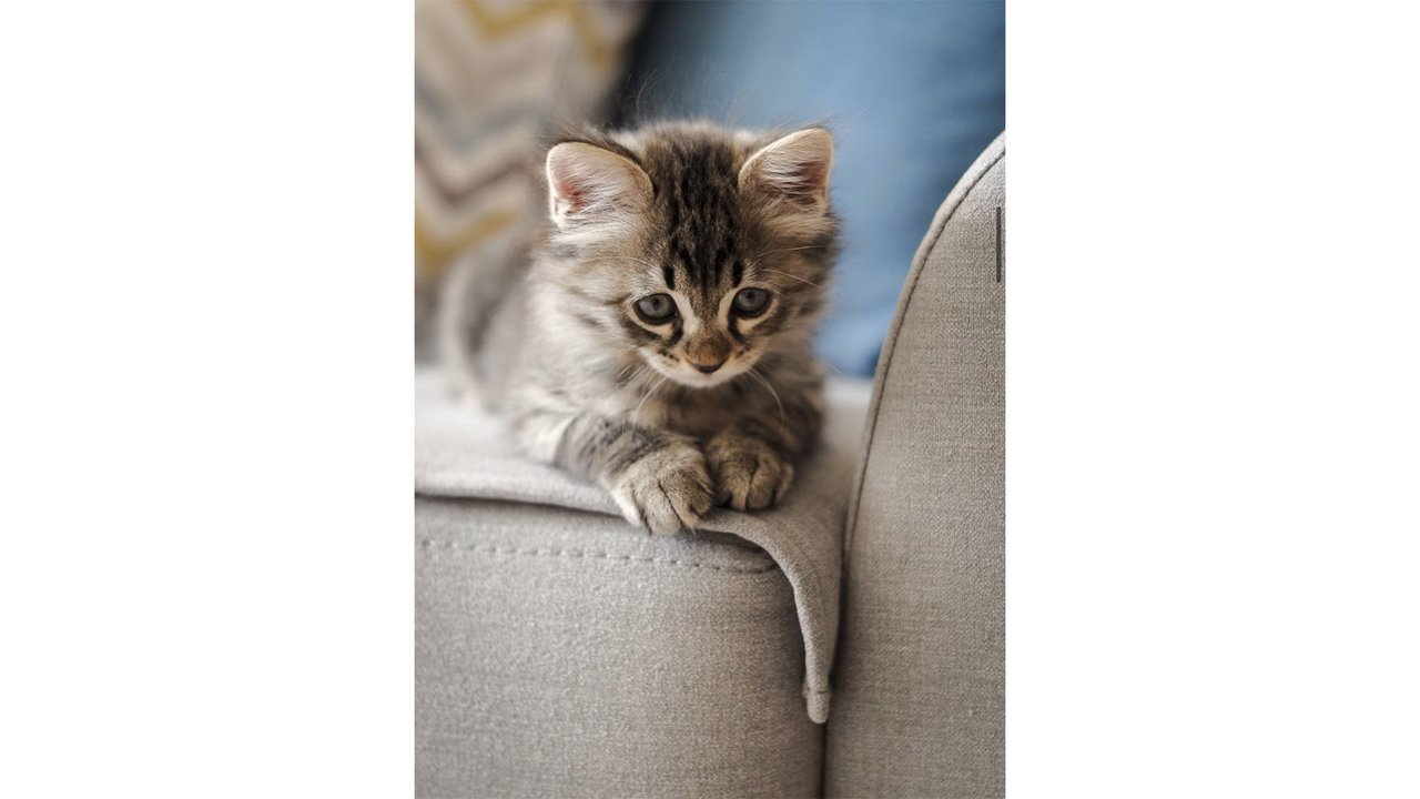 Котенок лежит на диване Котенок лежит на диване