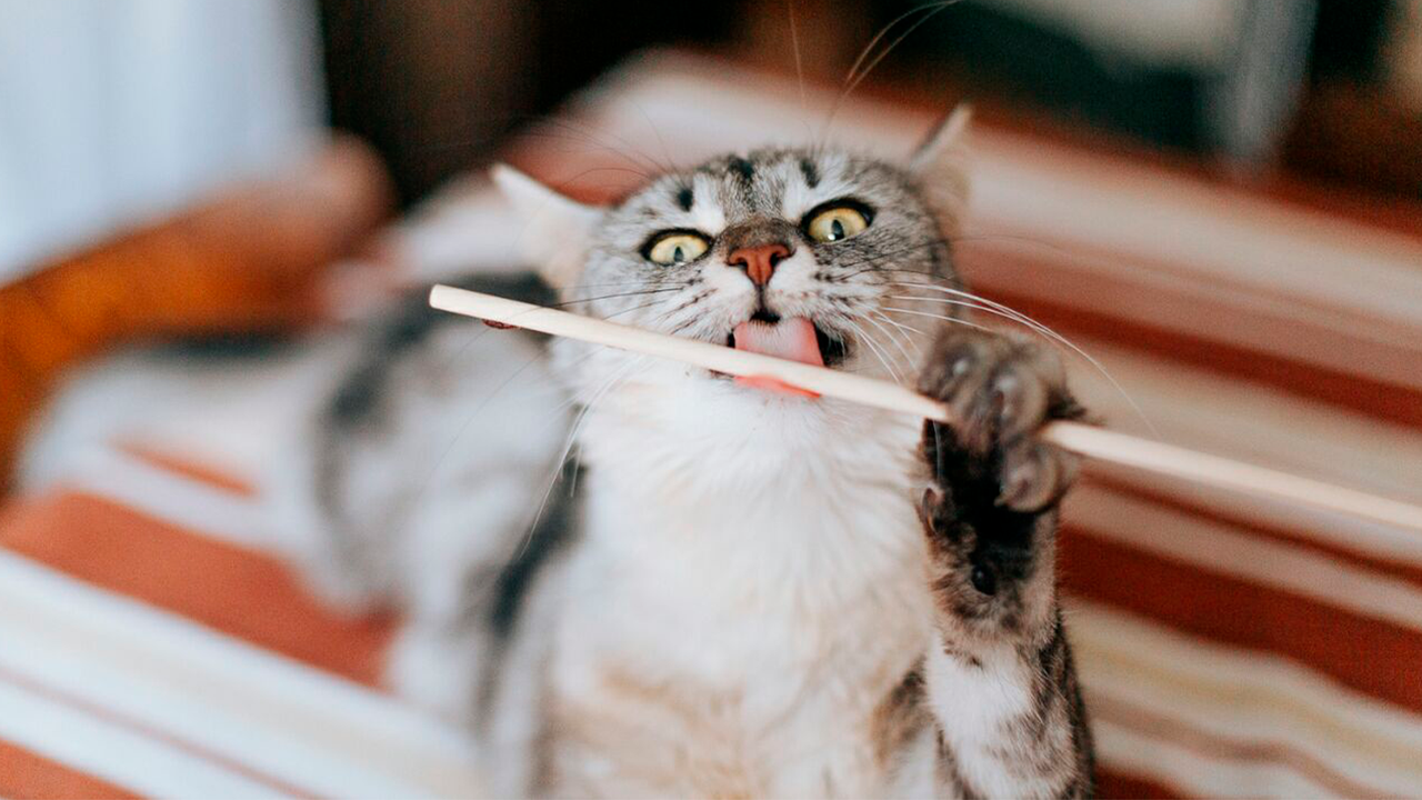 Кошка жила на улице Кошка жила на улице