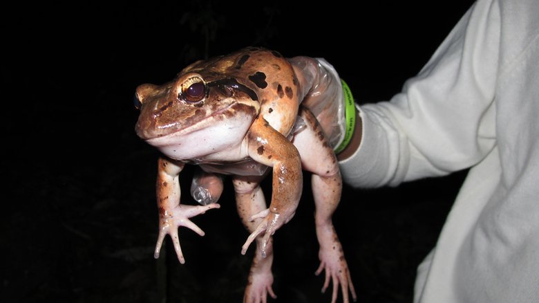 Лягушка в руках ученого. Фото: caribbean.loopnews.com