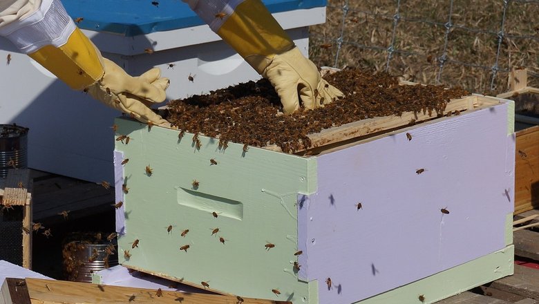 Можно ли разводить пчел и птиц на даче