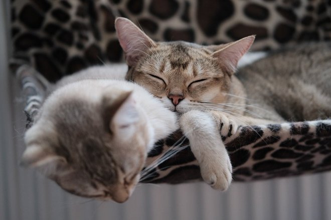 photo-of-cats-sleeping-together-2870510.jpg photo-of-cats-sleeping-together-2870510.jpg