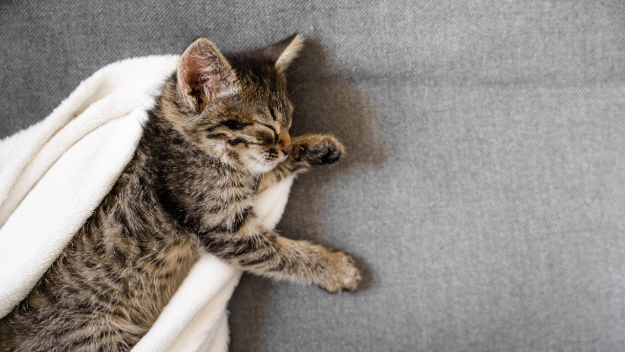 Кошка Кошка