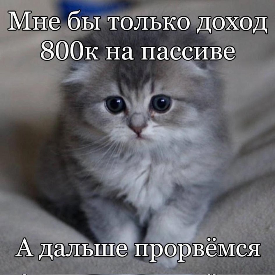 Мемы с котиками