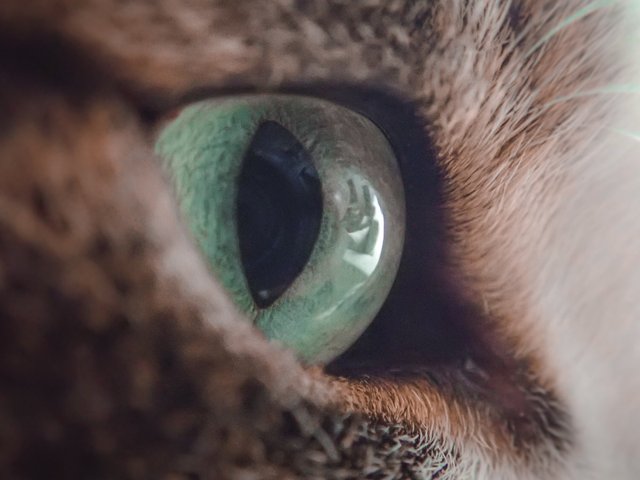 Кошкам нельзя смотреть в глаза. Вот 7 причин
