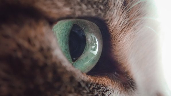 Кошкам нельзя смотреть в глаза. Вот 7 причин