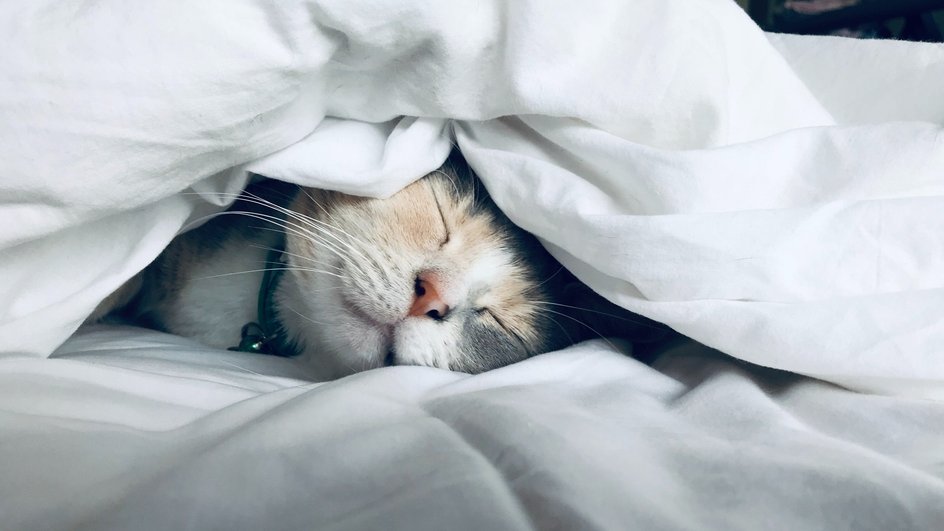 Кошка спит в постели