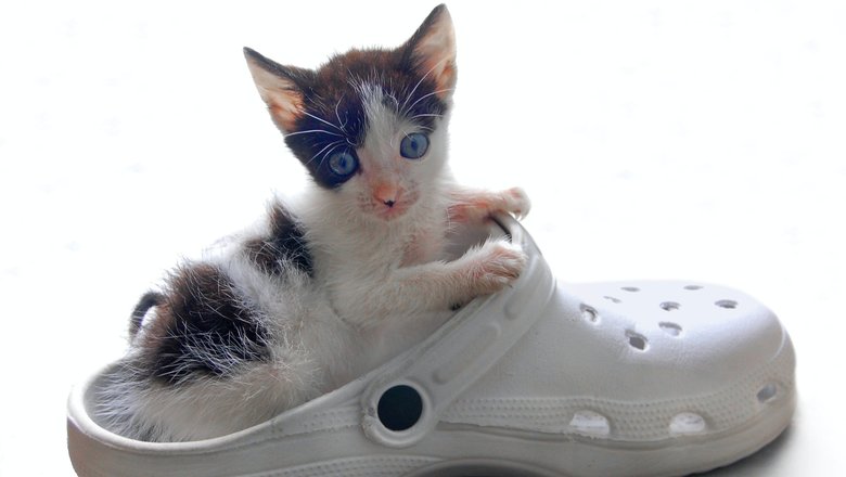 Идея для генерации: котенок в кроксах. Попробуйте создать похожую гифку. Источник: Unsplash