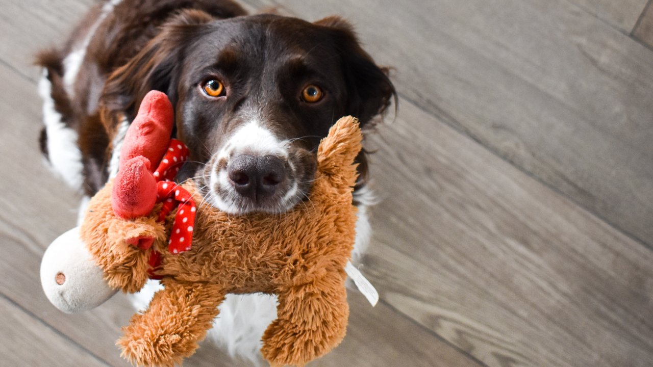 Собака держит игрушку