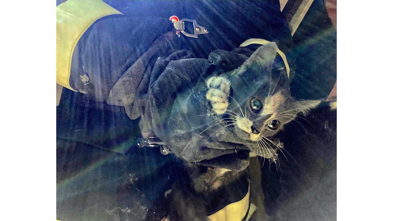 Спасение котенка из глубокой ямы Спасение котенка из глубокой ямы