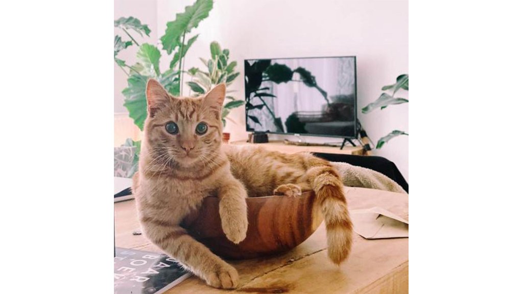 Кот