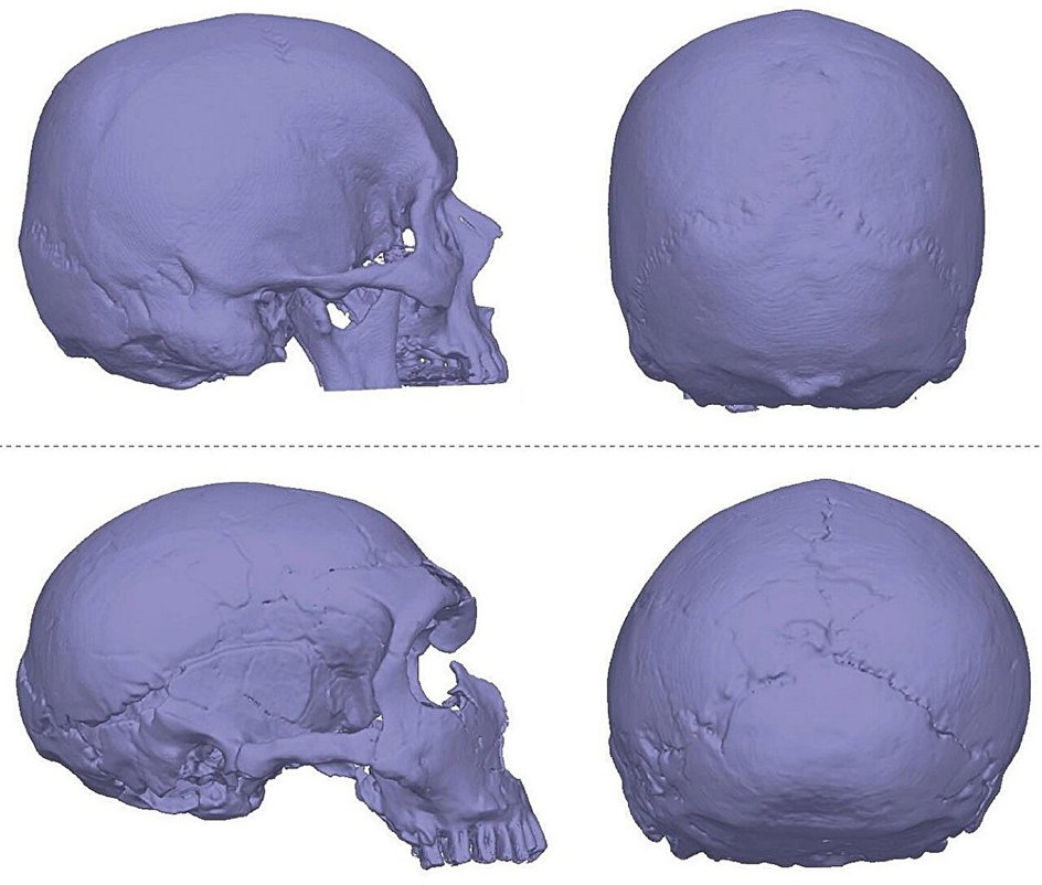 3D-модели черепов Homo sapiens и Homo neanderthalensis, участвовавших в исследовании 3D-модели черепов Homo sapiens и Homo neanderthalensis, участвовавших в исследовании