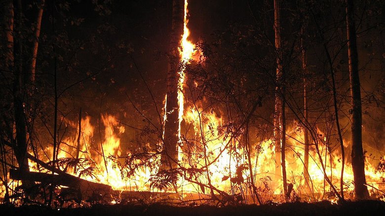 Пожар в Красноярском крае. Фото: Лесопожарный центр