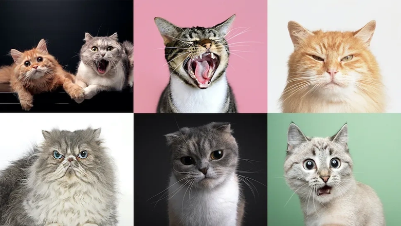 Исследователи зафиксировали около 300 различных выражений лица кошек. Фото: livescience.com