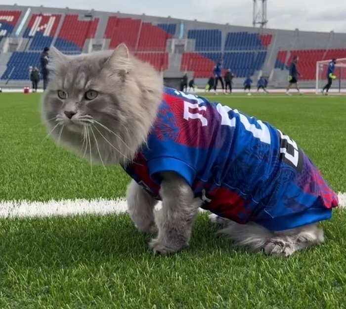 «Енисей» подписал контракт с бездомным котом: видео