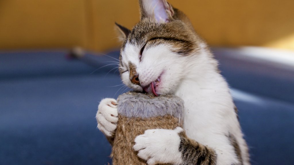 Кошачья мята: как действует, для чего нужна - Питомцы Mail.ru