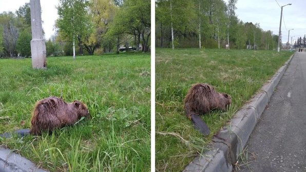 Новосибирец повстречал на набережной бобра, лакомившегося травой