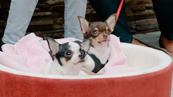 Более 700 маленьких собак установили мировой рекорд. Как это было (видео)