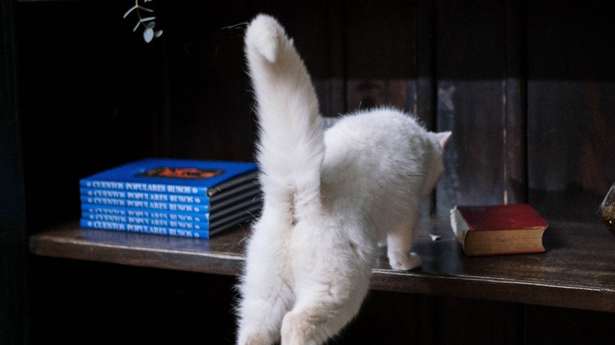 Зачем кошке хвост и что означает его положение - Питомцы Mail.ru
