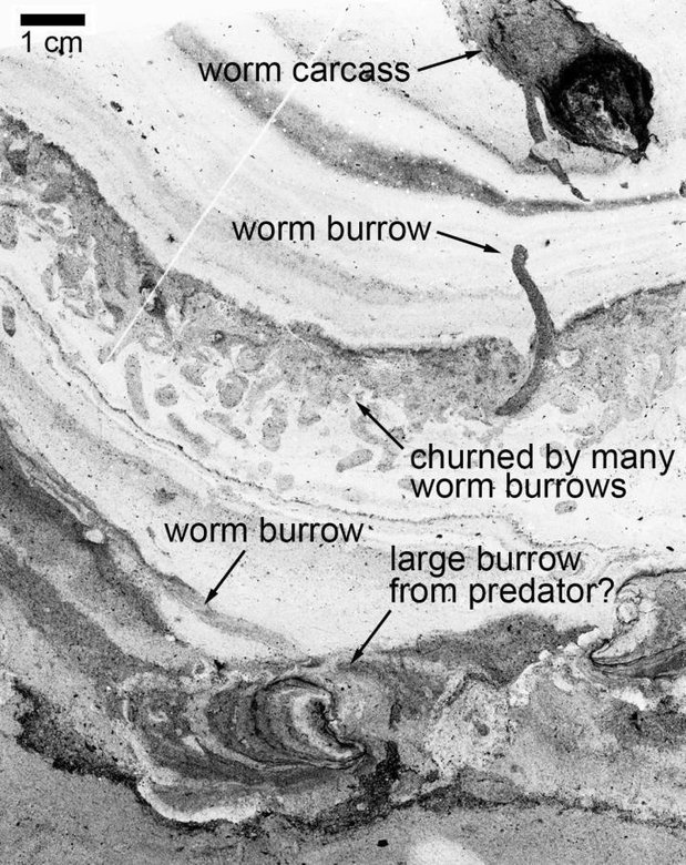 Фрагмент породы с ходами червей. В правом верхнем углу видны останки червя, а внизу — более крупный тоннель, проделанный хищником. Фото: Брайан Пратт / University of Saskatchewan / Science Alert