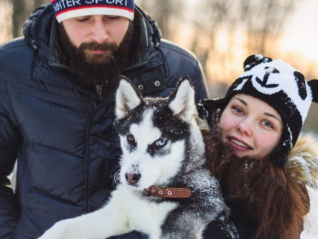 Личный опыт. Что значит жить с хаски