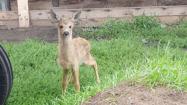 В Красноярском крае семья «усыновила» детеныша косули