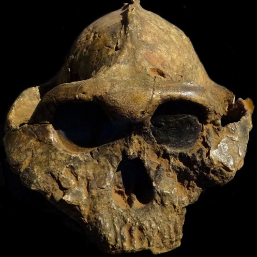 Череп Paranthropus boisei Череп Paranthropus boisei