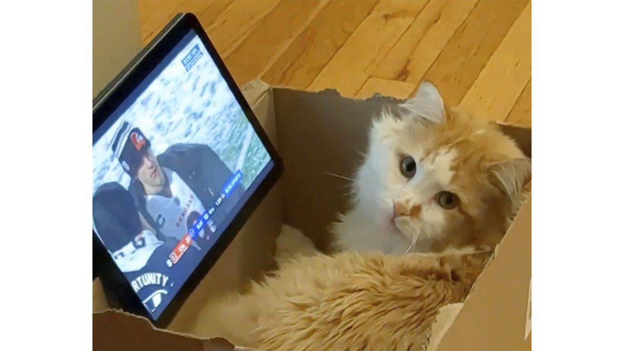 Кот насладился спортивной трансляцией в особенной лежанке Кот насладился спортивной трансляцией в особенной лежанке